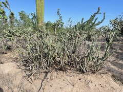 Cylindropuntia calmalliana