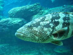 Epinephelus malabaricus