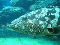 Epinephelus malabaricus