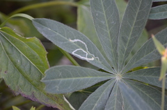 Phytomyza syngenesiae group