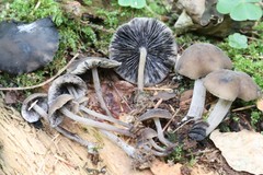 Hydropus atramentosus