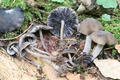 Hydropus atramentosus