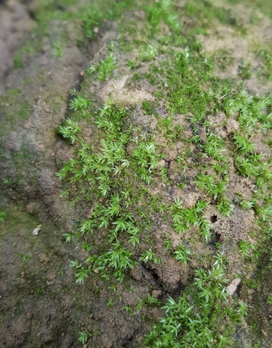Image of Pohlia lutescens by (c) Helen Waterman, some rights reserved (CC BY)
