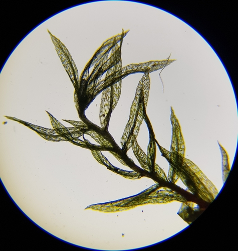 Image of Pohlia lutescens by (c) Helen Waterman, some rights reserved (CC BY)