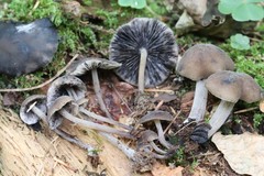 Hydropus atramentosus