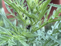 Zygogramma piceicollis