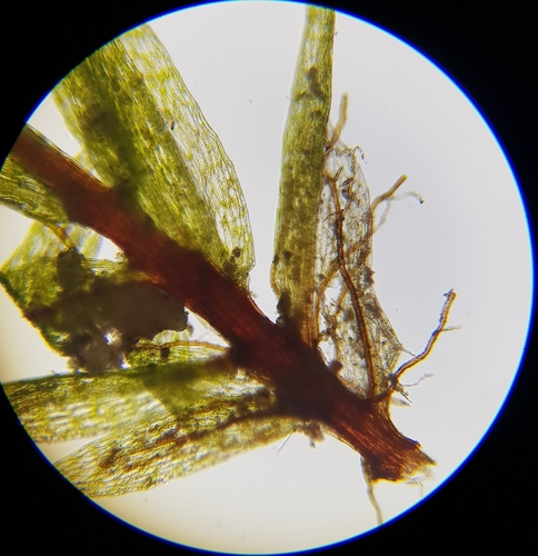 Image of Pohlia lutescens by (c) Helen Waterman, some rights reserved (CC BY)