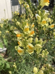 Linaria vulgaris