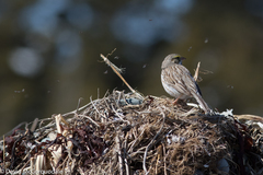 Passerculus sandwichensis princeps