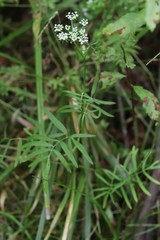 Ostericum maximowiczii