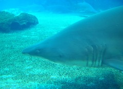 Carcharias taurus
