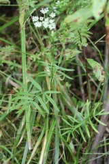 Ostericum maximowiczii