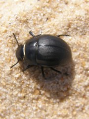 Erodius tibialis