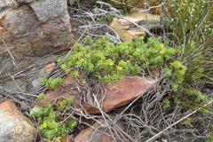 Aspalathus juniperina juniperina