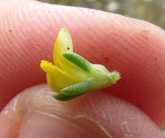 Aspalathus juniperina juniperina