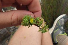 Aspalathus juniperina juniperina