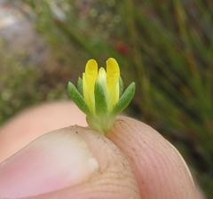Aspalathus juniperina juniperina