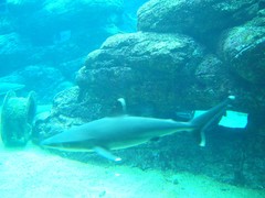 Carcharhinus albimarginatus