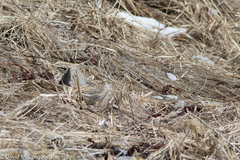 Passerculus sandwichensis princeps