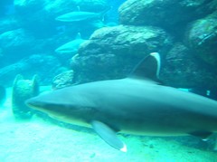 Carcharhinus albimarginatus