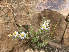 Perityle coronopifolia