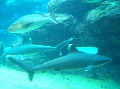 Carcharhinus albimarginatus