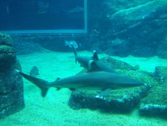 Carcharhinus albimarginatus
