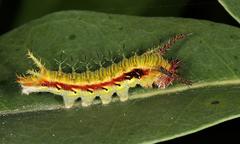 Pseudacraea lucretia expansa