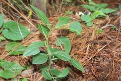 Peperomia sanjoseana