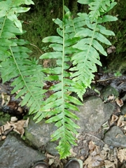 Polypodium × mantoniae
