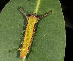 Pseudacraea lucretia expansa
