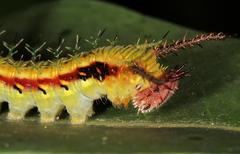 Pseudacraea lucretia expansa