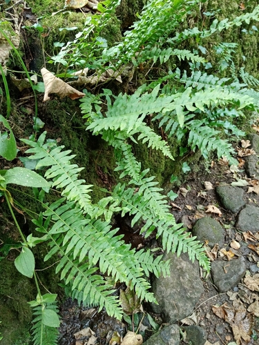 Polypodium × mantoniae, photograph 1