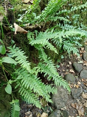 Polypodium × mantoniae, photograph Zeke Marshall, CC BY, iNaturalist via GBIF