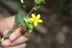 Oxalis rhombifolia