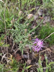 Centaurea