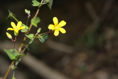 Oxalis rhombifolia