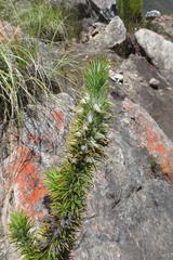 Aspalathus shawii shawii