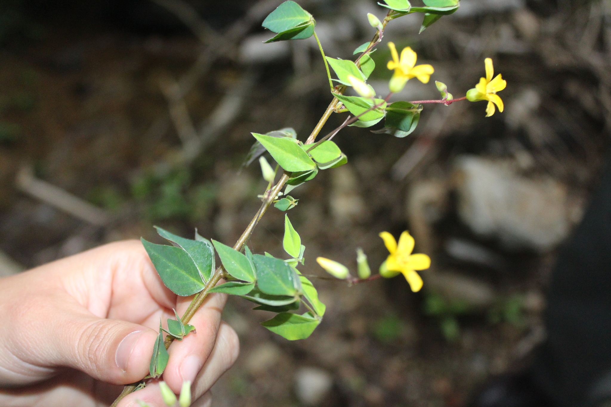Oxalis rhombifolia Jacq.
