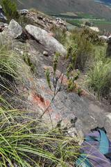 Aspalathus shawii shawii