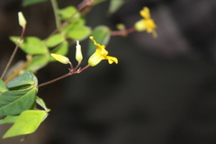 Oxalis rhombifolia