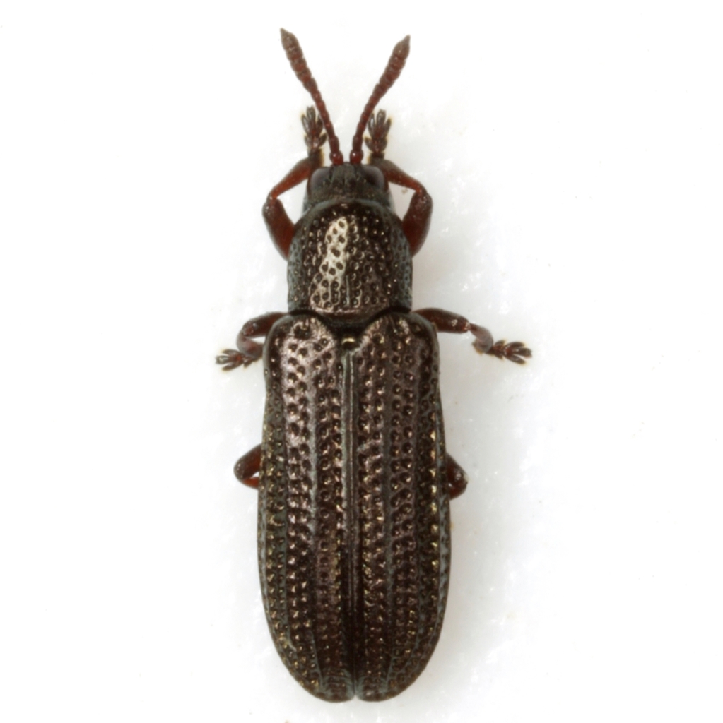 Anisostena funesta