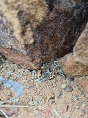 Haworthiopsis tessellata