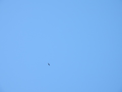 Streptoprocne zonaris