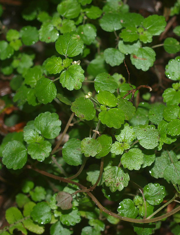 Small Shade Nettle