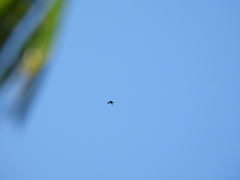 Streptoprocne zonaris