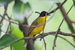 Rubigula melanicterus