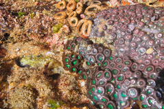 Zoanthus sansibaricus