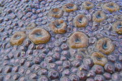 Zoanthus sansibaricus