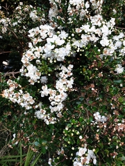 Luma apiculata